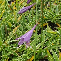 Hosta  'Stiletto'